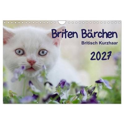 Briten Bärchen – Britsch Kurzhaar 2027 (Wandkalender 2027 DIN A4 quer), CALVENDO Monatskalender