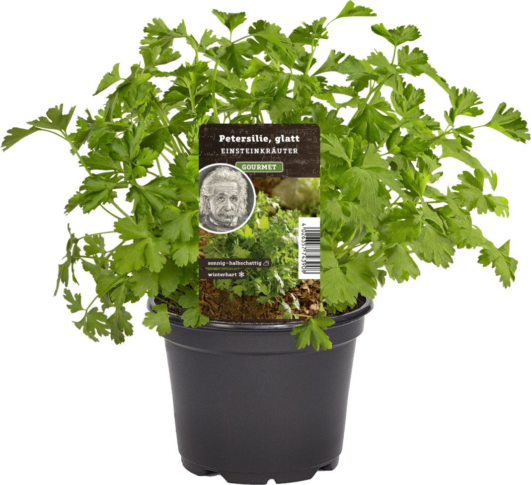 Pflanzen Einsteinkräuter Petersilie glatt 12 cm Topf