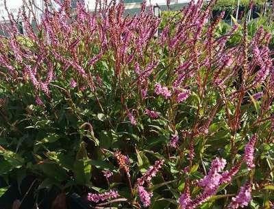 6 x Persicaria amplexicaulis Pink Elephant Brandnetelachtigen in pot van 9 x 9 cm van GRDplanten
