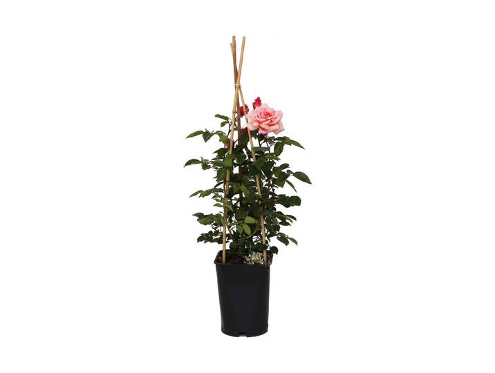 Kletterrose Compassion '®(Rosa 'Compassion '®), TopfgrösseØ25cm'