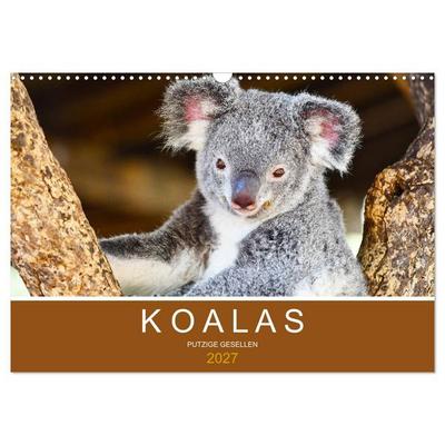 Koalas, putzige Gesellen (Wandkalender 2027 DIN A3 quer), CALVENDO Monatskalender
