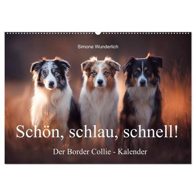 Schön, schlau, schnell! - Der Border Collie - Kalender (Wandkalender 2027 DIN A2 quer), CALVENDO Monatskalender