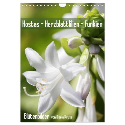 Hostas Herzblattlilien Funkien (Wandkalender 2027 DIN A4 hoch), CALVENDO Monatskalender
