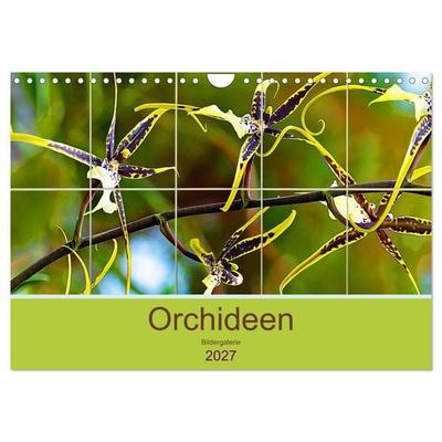 Orchideen Bildergalerie (Wandkalender 2027 DIN A4 quer), CALVENDO Monatskalender