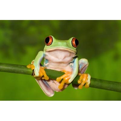 Fototapete PAPERMOON "Frosch", bunt, B:5m L:2,8m, Vlies, Tapeten