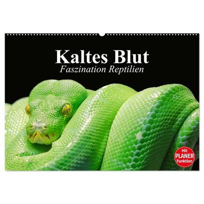 Kaltes Blut. Faszination Reptilien (Wandkalender 2026 DIN A2 quer), CALVENDO Monatskalender