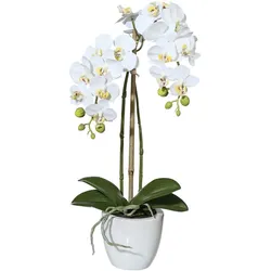 CREATIVE GREEN Mini- Phalaenopsis - weiß|grün