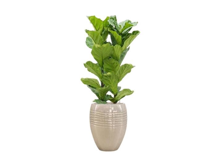 Pflanzen Arrangement „Ficus lyrata in Traces“ Keramik Baq Design