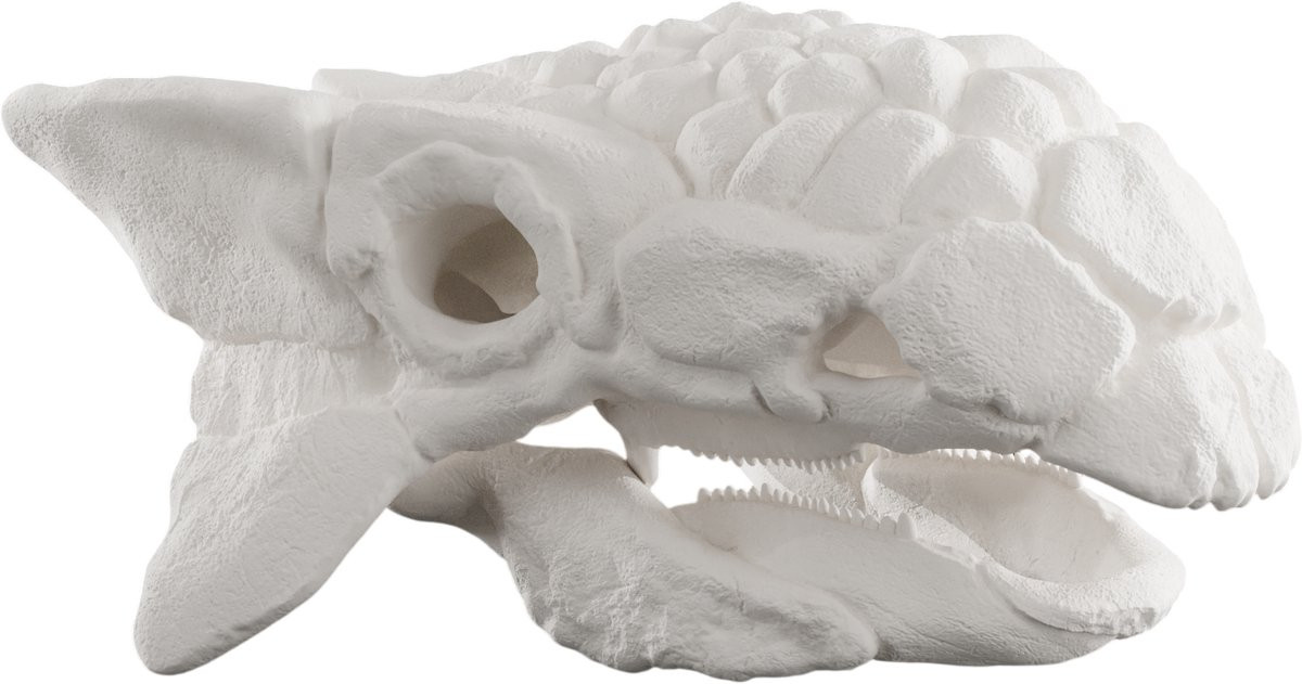 Ankylosaurus Schedel Decoratie - Wit - 1:2 Schaalmodel - 25 cm - Anatomische Dinosaurus Replica
