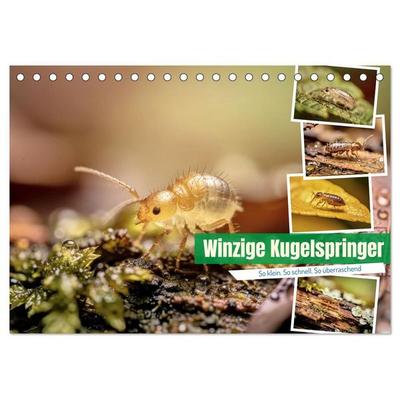 Winzige Kugelspringer (Tischkalender 2027 DIN A5 quer), CALVENDO Monatskalender