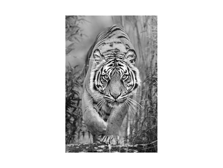 Glasbild „Tiger auf der Jagd“ 80 x 120 cm Multicolor Crea Collection