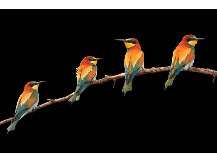 Papermoon Vögel