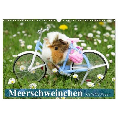 Meerschweinchen. Geliebte Nager (Wandkalender 2027 DIN A3 quer), CALVENDO Monatskalender