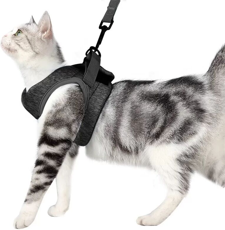 INF Ensemble harnais et laisse pour chat L