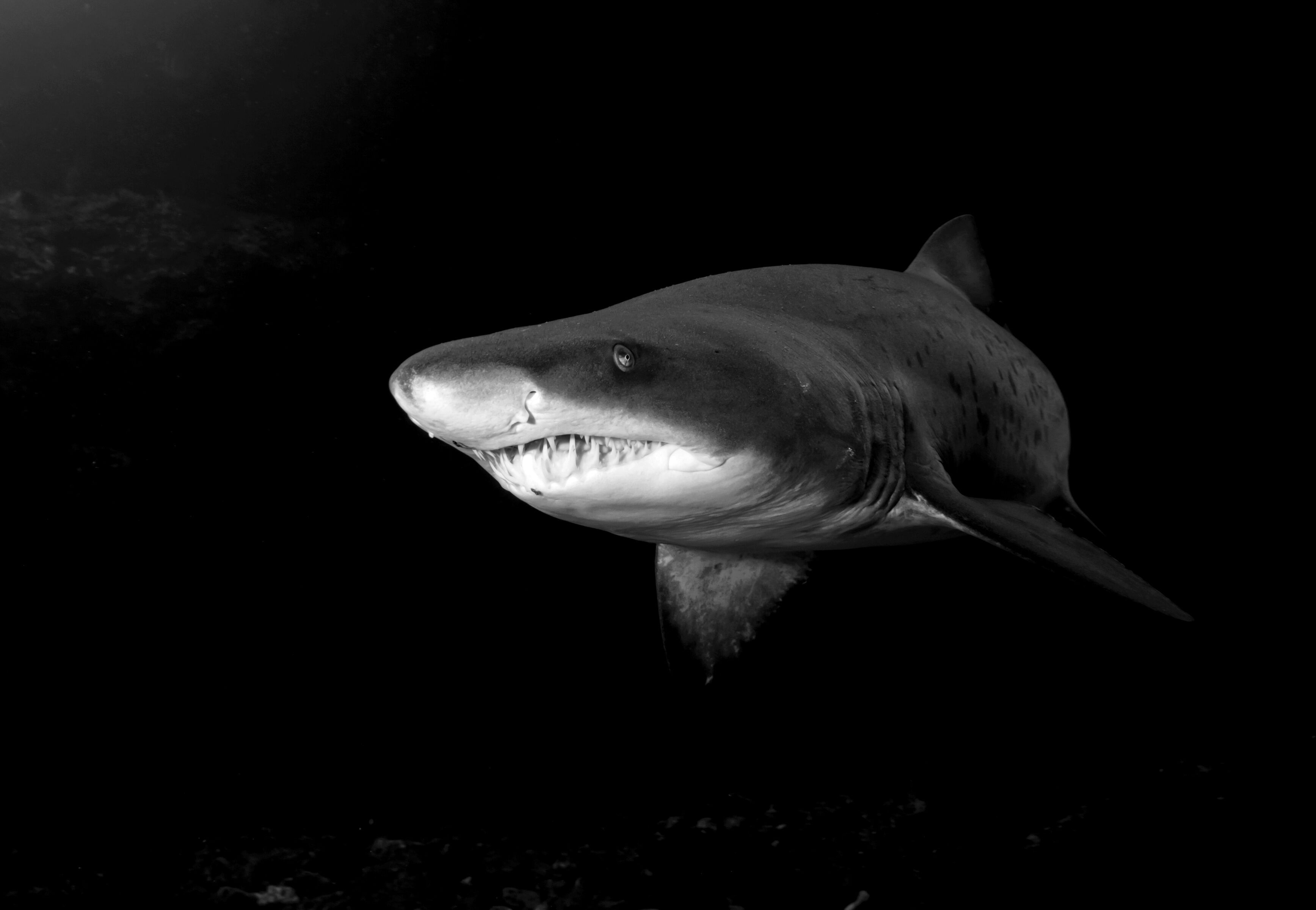 Fototapete PAPERMOON "Haifisch Schwarz & Weiss", schwarz (schwarz, weiß), B:3m L:2,23m, Vlies, Tapeten, Fototapete schwarz, weiß B/L: 3m x 2,23m, Bahnen: 6 Stk.