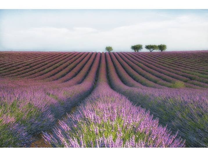 Fototapete PAPERMOON Photo-Art MARGARITA CHERNILOVA, VELOURS DE LAVENDER , bunt, B:5m L:2,8m, Vlies, Tapeten, Fototapete