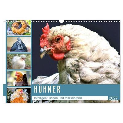 Hühner. Intelligent, schön und faszinierend (Wandkalender 2027 DIN A3 quer), CALVENDO Monatskalender