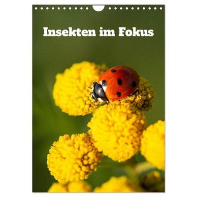 Insekten im Fokus (Wandkalender 2026 DIN A4 hoch), CALVENDO Monatskalender