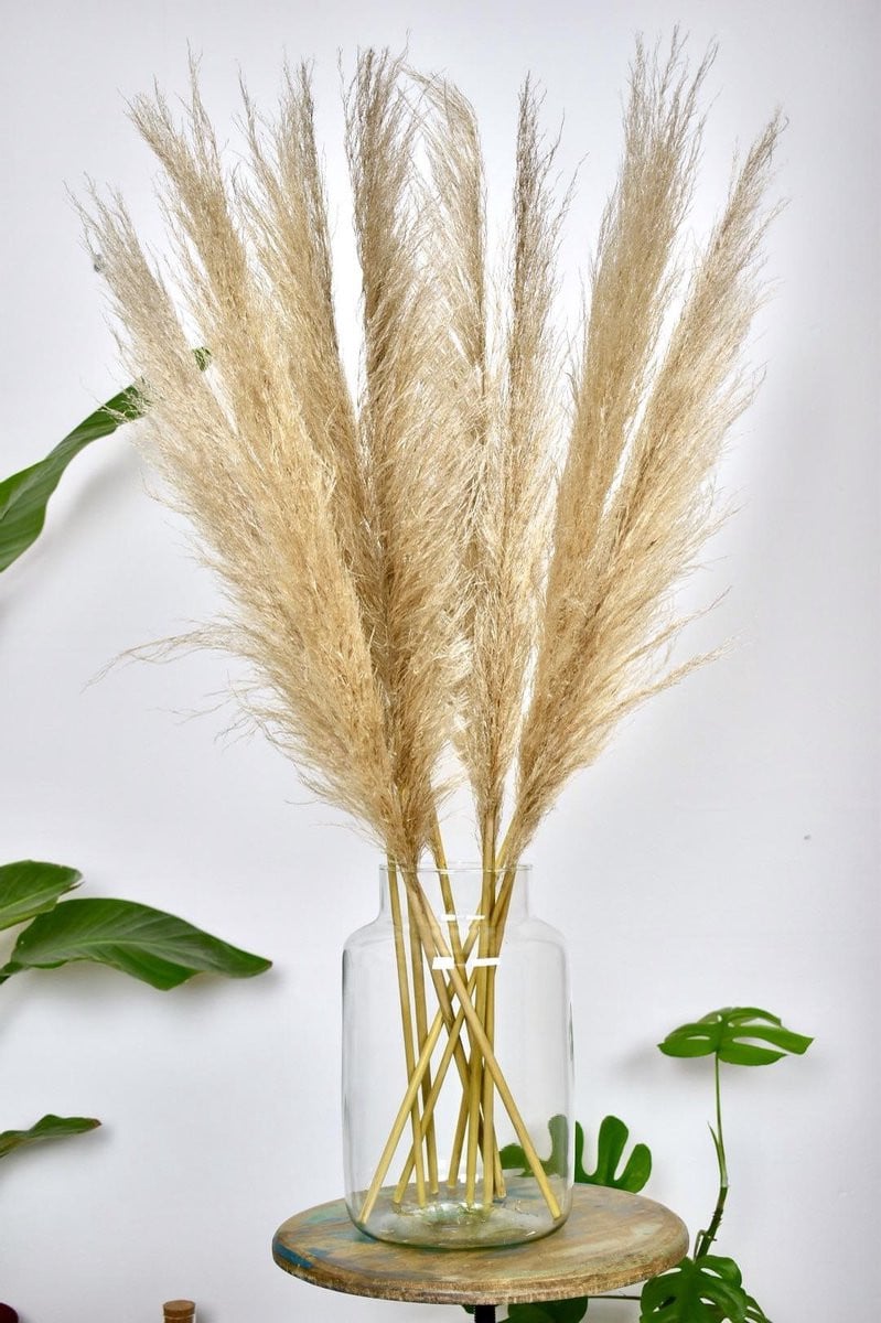 Set van 7 natuurlijke Pampas pluimen, Hoogte: 90-100 cm