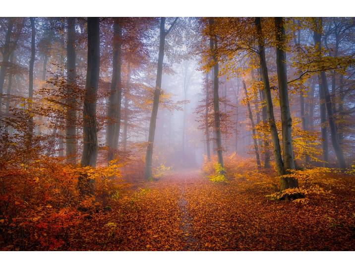 Fototapete PAPERMOON Photo-Art NORBERT MAIER, OKTOBER TRAIL , bunt, B:2,5m L:1,86m, Vlies, Tapeten, Fototapete