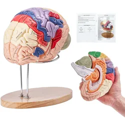 VEVOR Menschliches Gehirn Modell Anatomie, 2X Lebensgroßes 4-teiliges Menschliches Gehirn Anatomisches Modell mit Etiketten & Display Basis, Farbkodiertes Abnehmbares Gehirn Forschung über Lehren