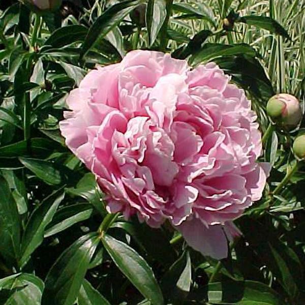 Paeonia Sarah Bernhardt Pfingstrose in pot
