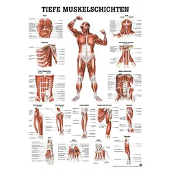 anat. Lehrtafel: Tiefe Muskeln Frontansicht 70 x 100 cm, Papier