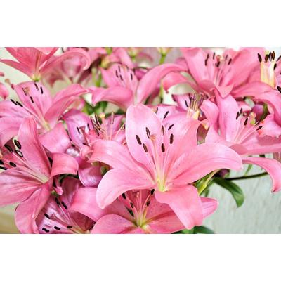Fototapete PAPERMOON "Blumen", bunt, B:4,5m L:2,8m, Vlies, Tapeten