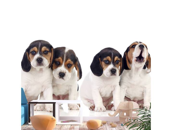 Papier peint intissé Sad Puppies 150 x 105cm 150 x 105 cm