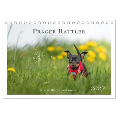 Prager Rattler - Black and Tan - Kleine Hunde ganz groß (Tischkalender 2027 DIN A5 quer), CALVENDO Monatskalender