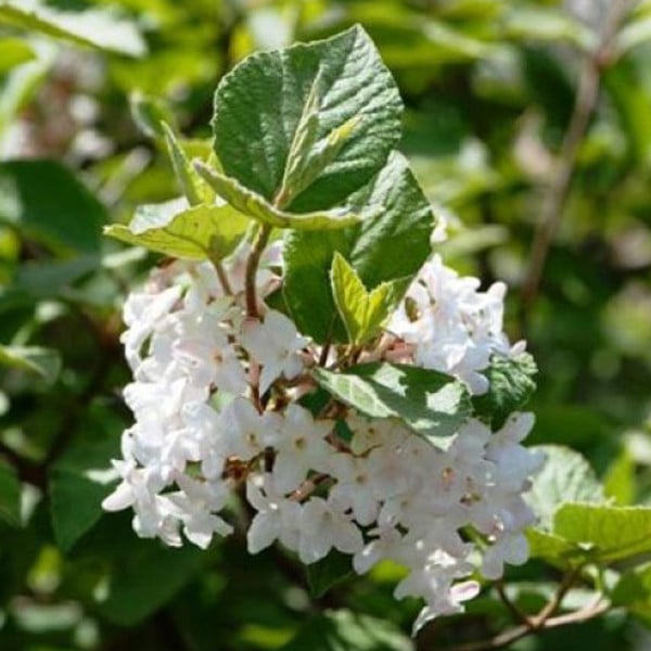 Arborix Viburnum opulus 'Compactum' Sneeuwbal, 60-80 cm, in pot