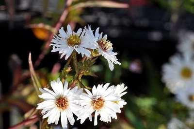 6 x Najaarsaster Aster White Ladies - Pot van 9 x 9 cm