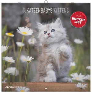 Alpha Bildkalender 206601, Katzenbabys, Jahr 2027, Motiv: Katzen, Broschürenkalender, 30 x 30cm