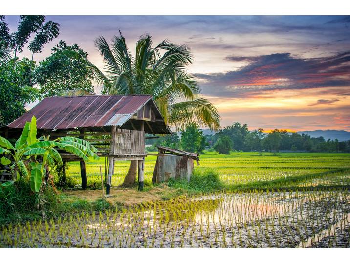 Fototapete PAPERMOON REIS-BAUERNHOF-THAILAND HÜTTE GEBIRGE FELD GEBIRGE PALM , bunt, B:2,5m L:1,86m, Vlies, Tapeten, Fototapete