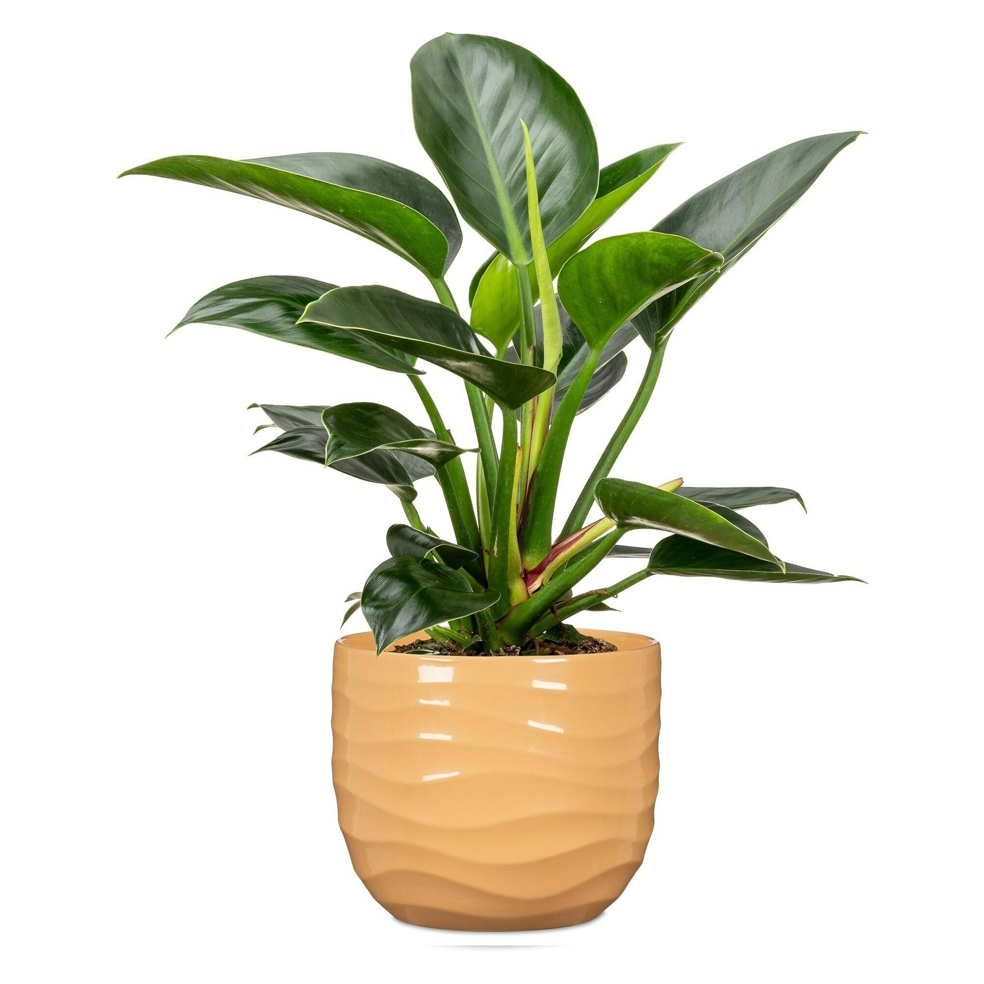 Scheurich Flower pot 69637, ceramics, yellow (23.80 x 20.30 cm) (69637)