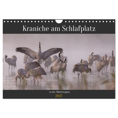 Kraniche am Schlafplatz in der Müritzregion (Wandkalender 2027 DIN A4 quer), CALVENDO Monatskalender