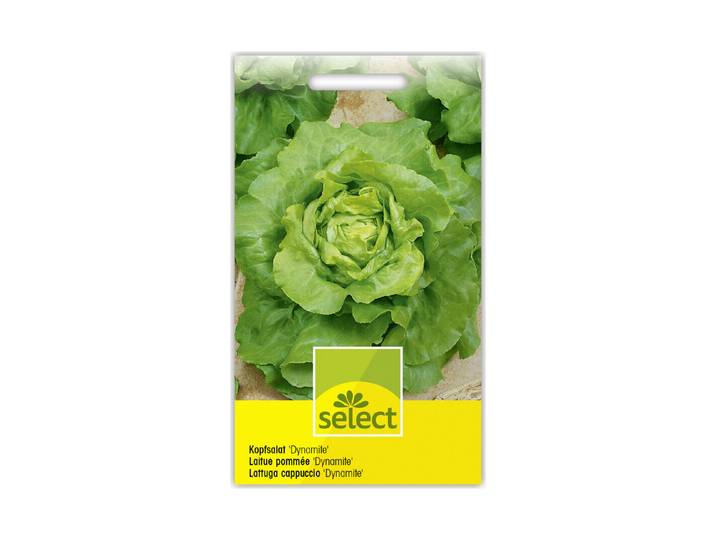 Select Kopfsalat Dynamite
