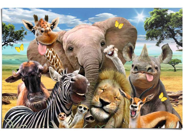 Poster REINDERS Lustige Wildtiere , bunt (farbe bild(er): mehrfarbig), B:91,5cm H:61cm, Papier, Bilder, Poster