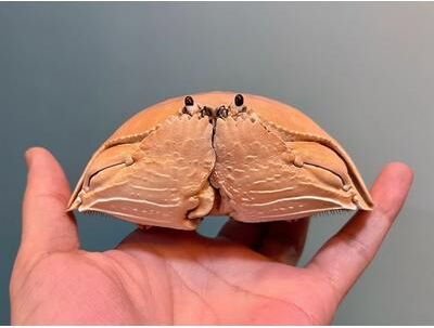Uplift Picks Real Crab Specimen Display Taxidermy Marine Collectible Home Decor 12