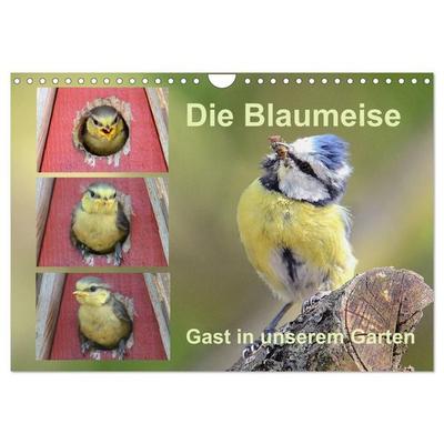 Die Blaumeise, Gast in unserem Garten (Wandkalender 2027 DIN A4 quer), CALVENDO Monatskalender