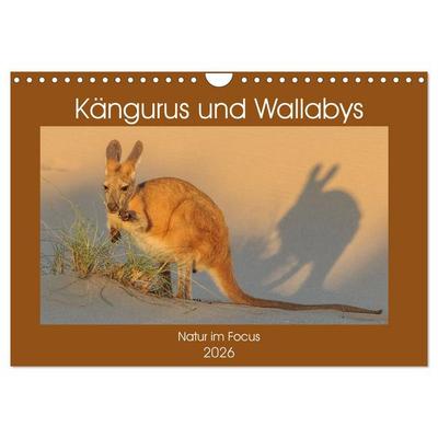 Kängururs und Wallabys (Wandkalender 2026 DIN A4 quer), CALVENDO Monatskalender