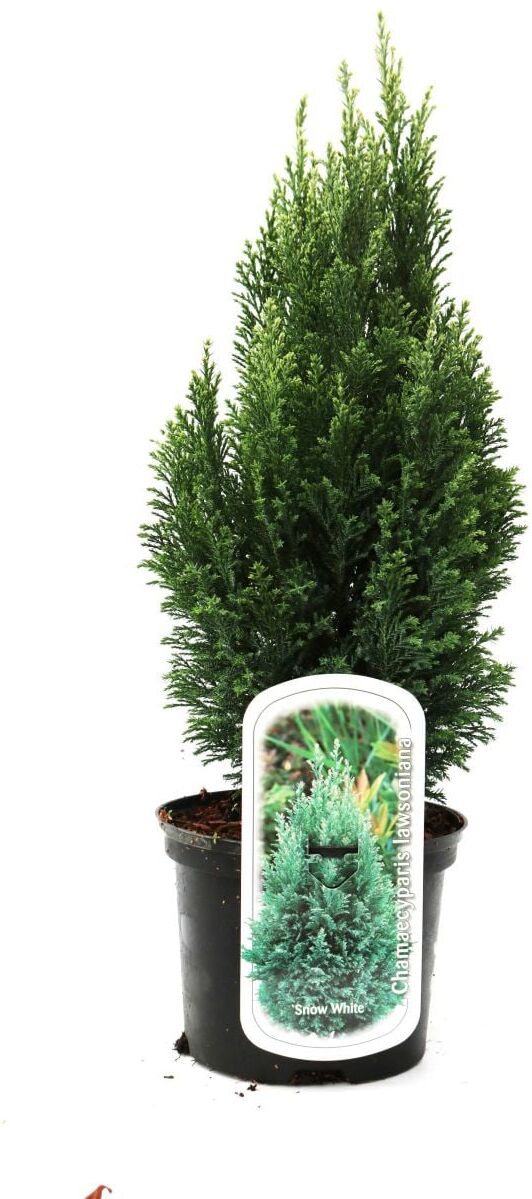 Pflanzen Gartenzypresse 20-40 cm 2 L Container