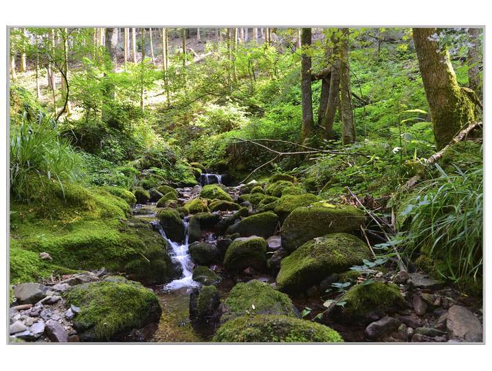 Bild mit Rahmen Flusslauf im Wald 2 image LAND