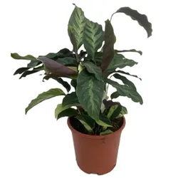 Calathea Thai Beauty d12