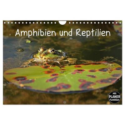 Amphibien und Reptilien (Wandkalender 2027 DIN A4 quer), CALVENDO Monatskalender