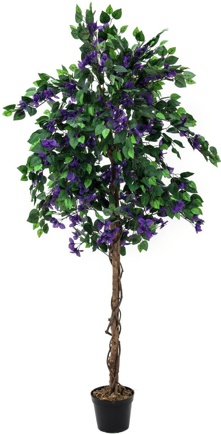 Europalms Bougainvillea, Lavendel, 180cm