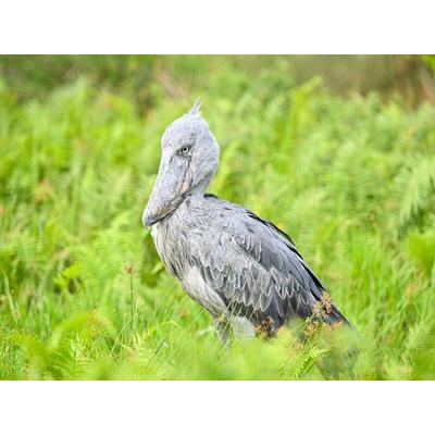 CALVENDO Puzzle Schuhschnabel Storch im Lake Victoria | 1000 Teile Lege-Größe 64x48cm Foto-Puzzle für glückliche Stunden, Sonstige von , Calvendo
