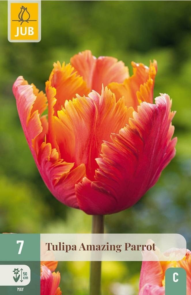 7 Tulpen Amazing Parrot bollen - Oranje/Multicolor - JUB