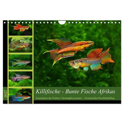 Killifische – Bunte Fische Afrikas (Wandkalender 2027 DIN A4 quer), CALVENDO Monatskalender