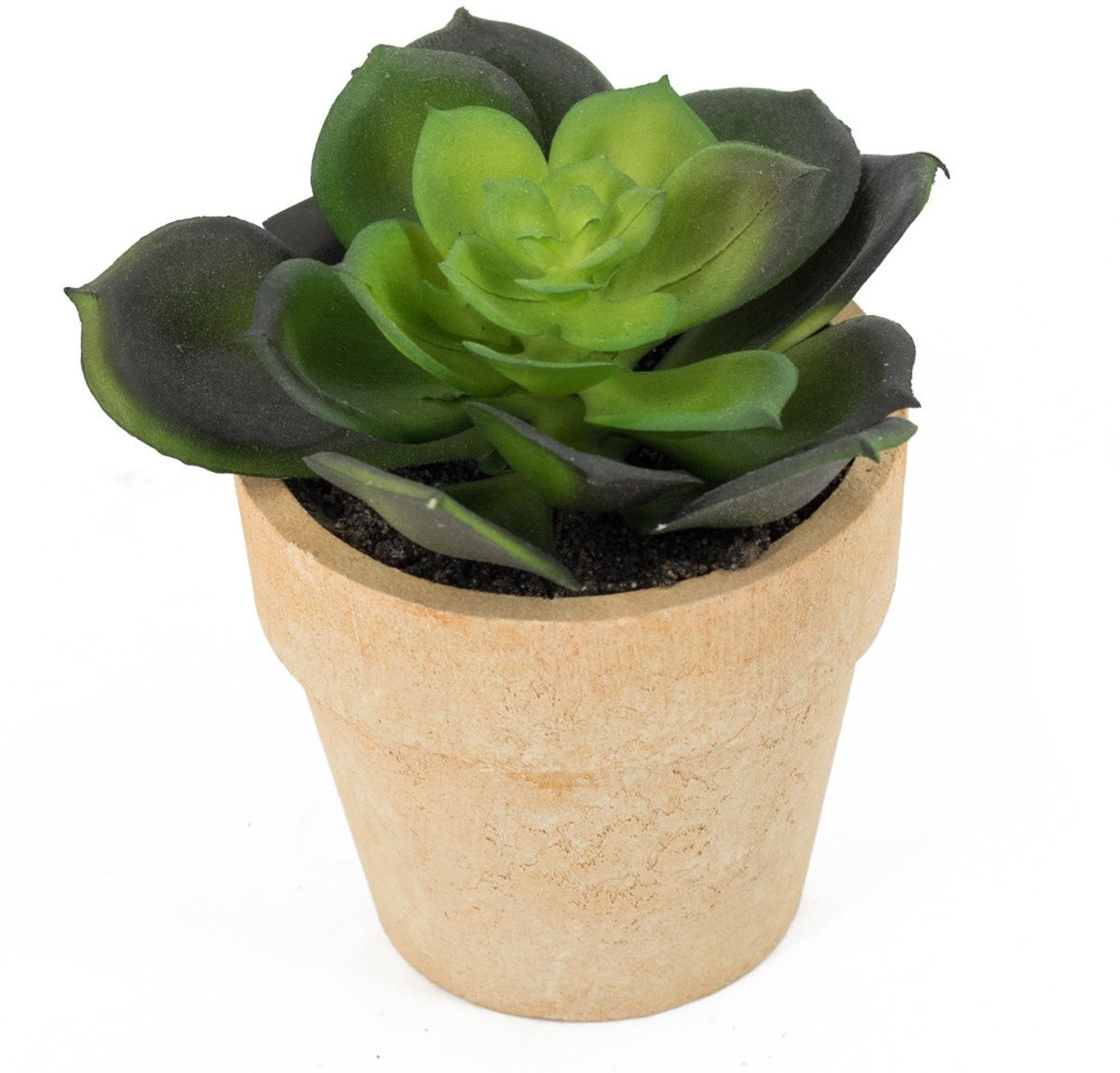 HomeBound by KY Kunstplant Succulent in Pot